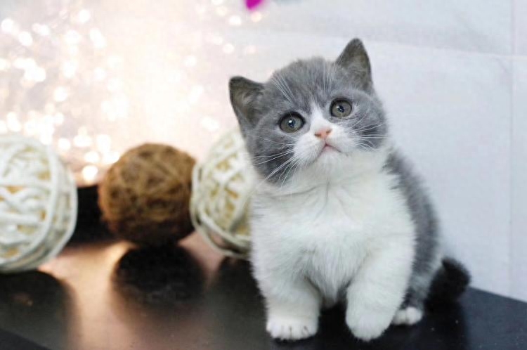 三个月的幼崽英短蓝白猫多少钱一只（新手养蓝白必看）