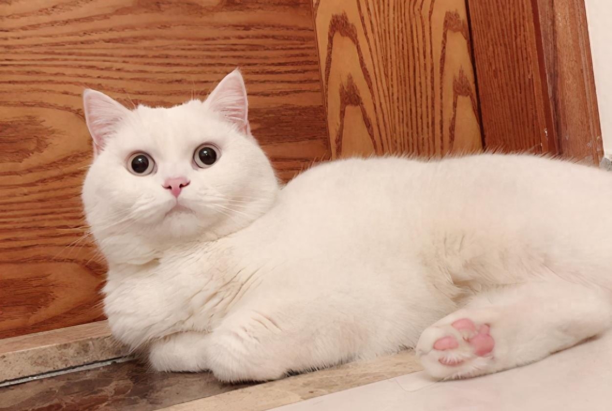三个月的幼崽英短蓝白猫多少钱一只（新手养宠物必看）