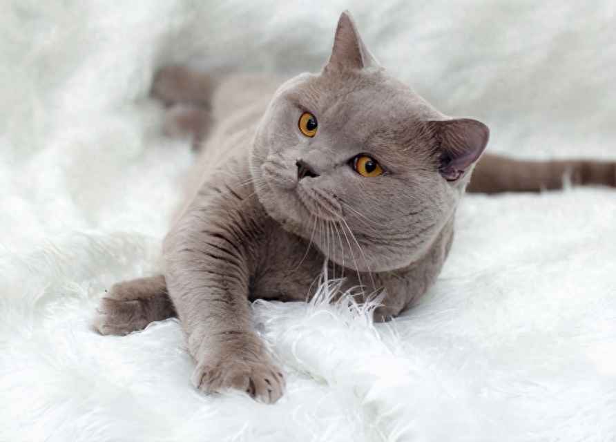 三个月的幼崽英短蓝白猫多少钱一只（新手养蓝白必看）