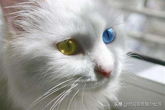 异色瞳猫有什么缺陷吗（一文了解）