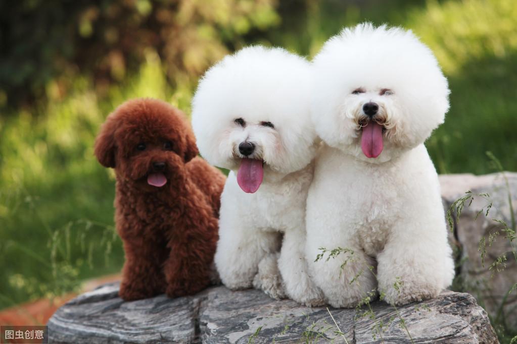 适合家庭饲养的长毛小型犬品种有哪些（图文介绍）